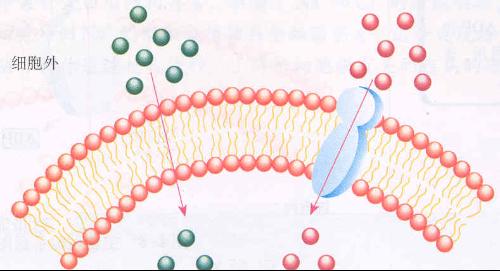 主动运输,被动运输,自由扩散,协助扩散的定义与区别.