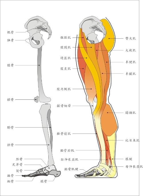 跪求人的腿到脚各部位叫什么急给张图