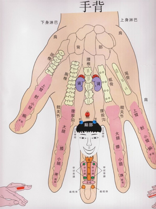 手部穴位图反射区