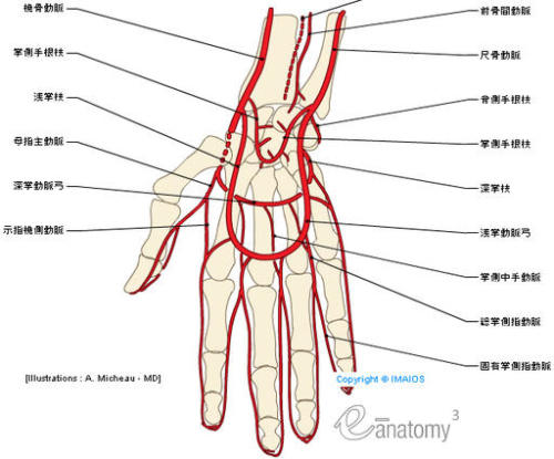 手腕动脉在哪越详细越好