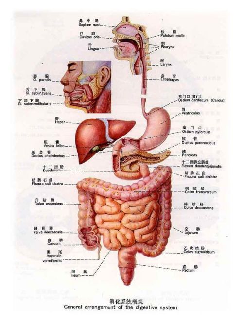 人体内结构图