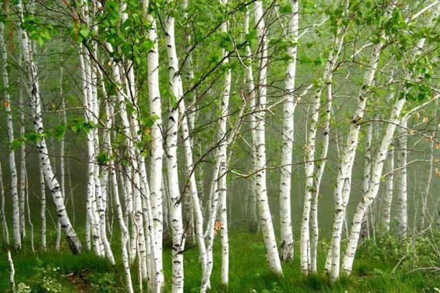 白桦树又是俄罗斯的国树,是这个国家的民族精神的象征.
