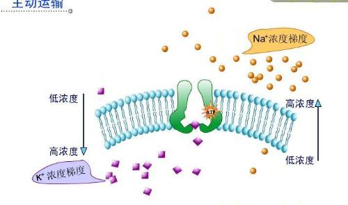 主動運輸被動運輸自由擴散協助擴散的定義與區別