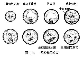 花粉母細胞的發育過程