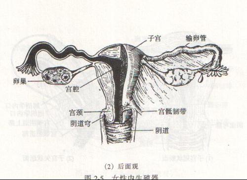 沒有懷孕的子宮是什麼形狀的