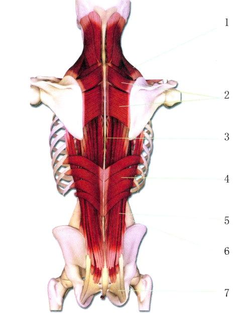 腰部肌肉示意图!