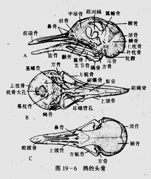 鸟类头骨结构名称