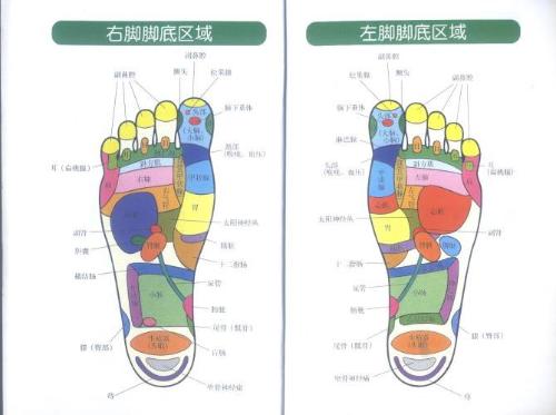 胃的反射區在腳底的哪個部位