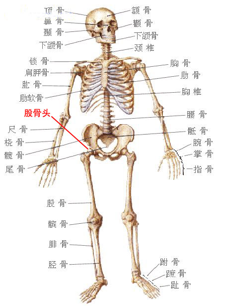 股骨头位置图片