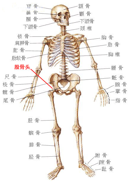 股骨頭位置圖片