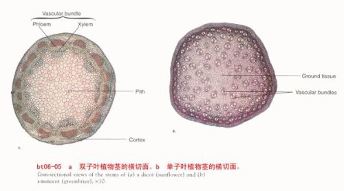 请问这是单子叶还是双子叶植物?