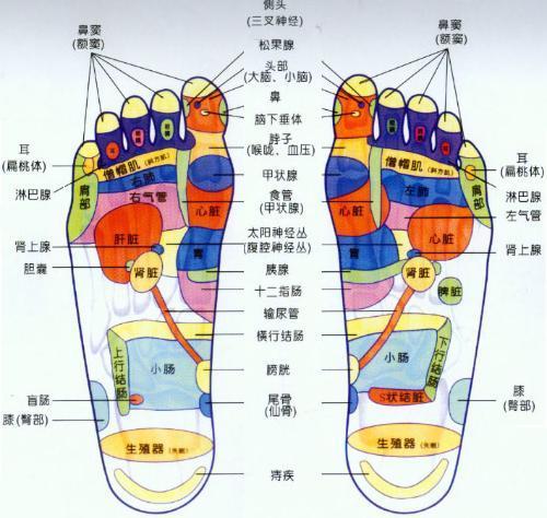 腳上對應的五臟六腑圖(腳上的穴位) 第2張