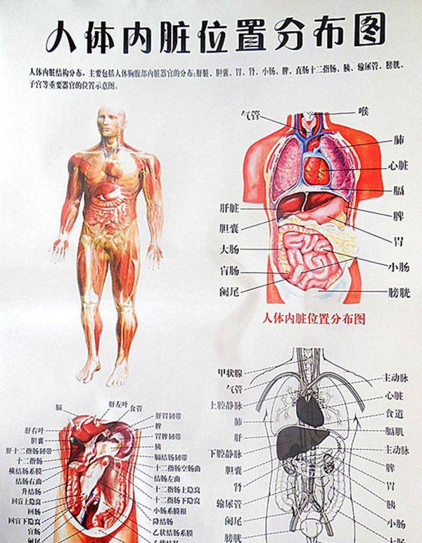 人體內臟全圖