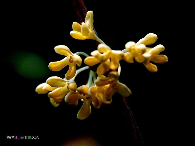 桂花文化 桂花文化 搜狗百科