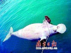 东方海猪鱼 搜狗百科