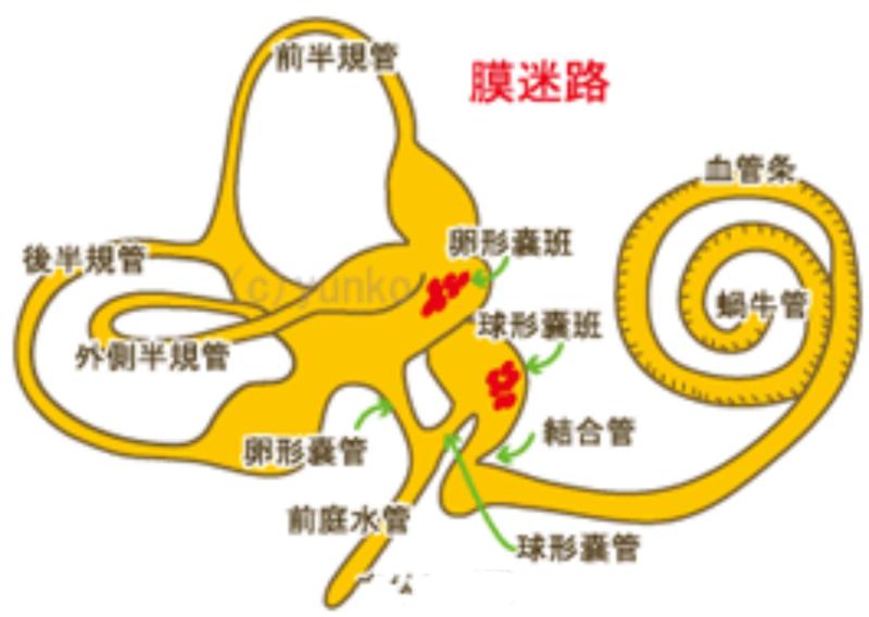 膜迷路 搜狗百科