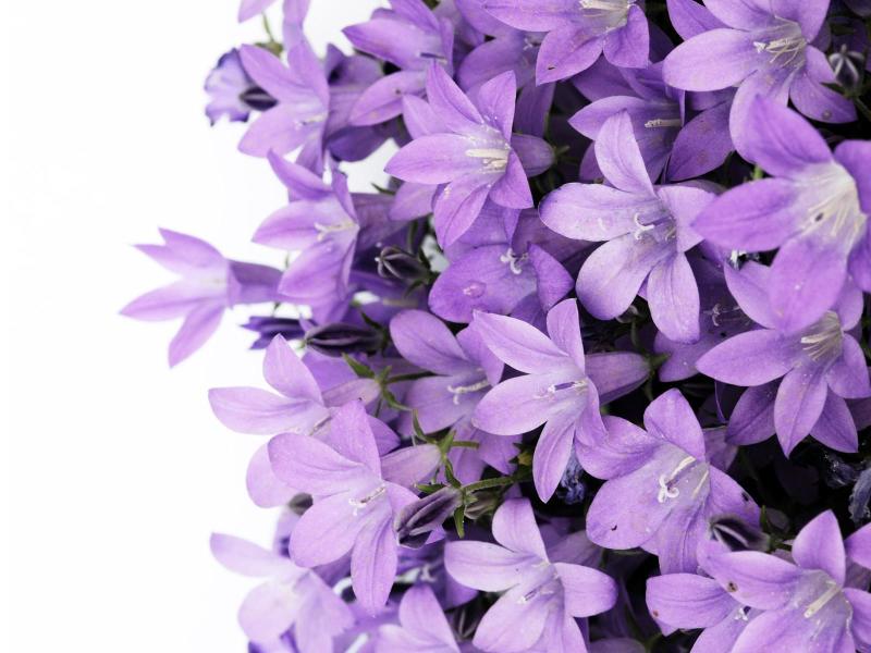 紫百合 多年生草本球根植物 搜狗百科