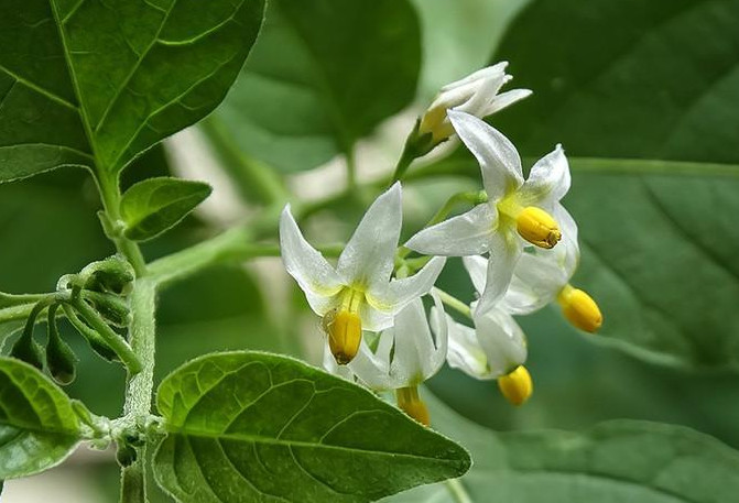 龙葵花 茄科茄属植物 搜狗百科