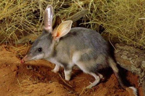 兔耳袋狸 动物 搜狗百科