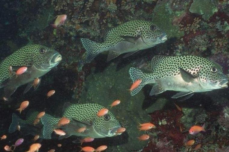 海洋生物 生物学术语 搜狗百科