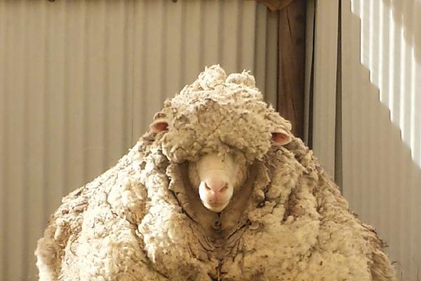 克里斯 澳大利亚长毛绵羊 搜狗百科