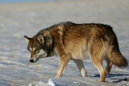 西北狼 狼科狼属哺乳动物 搜狗百科