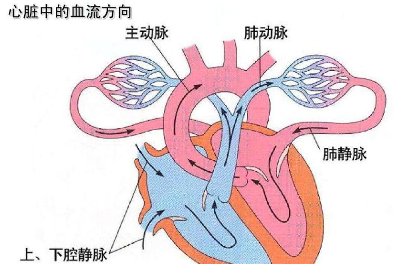 血液循环系统