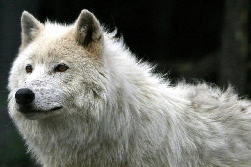 北极狼 犬科犬属动物 搜狗百科