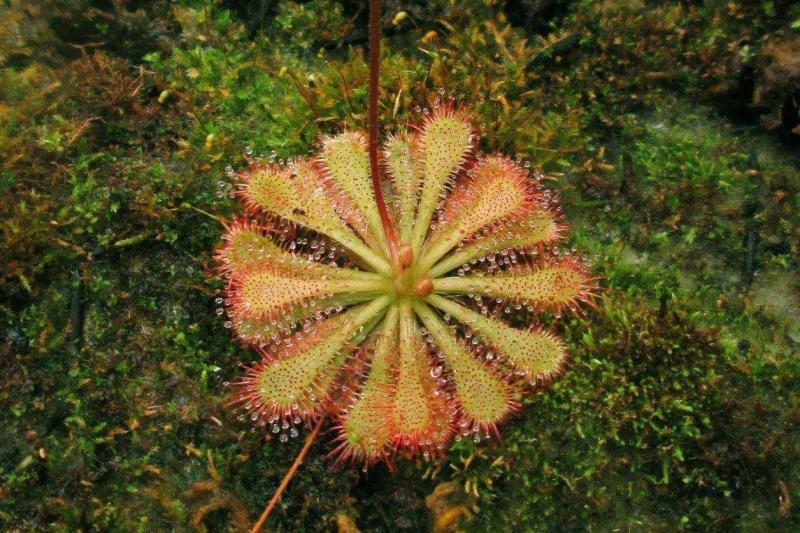 食虫植物 搜狗百科