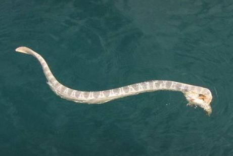 大海蛇 搜狗百科