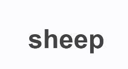 Sheep 英文单词 搜狗百科