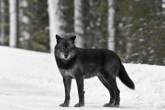 黑狼 动物 灰狼变种 搜狗百科