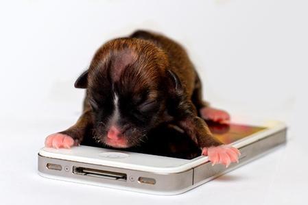 世界最小狗 搜狗百科