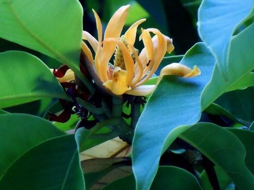 黄缅桂 木兰科含笑花属植物 搜狗百科