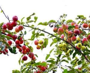 林檎 蔷薇科植物苹果的果实 搜狗百科
