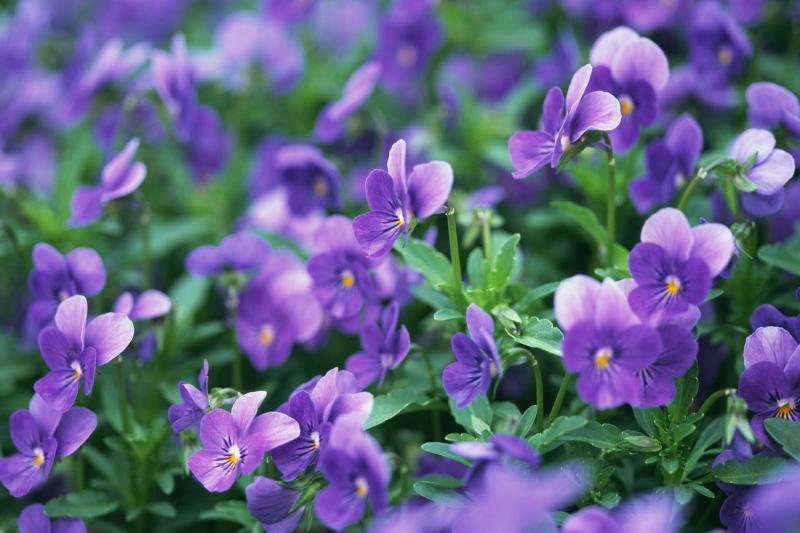 紫萝兰 非洲紫罗兰属植物 搜狗百科