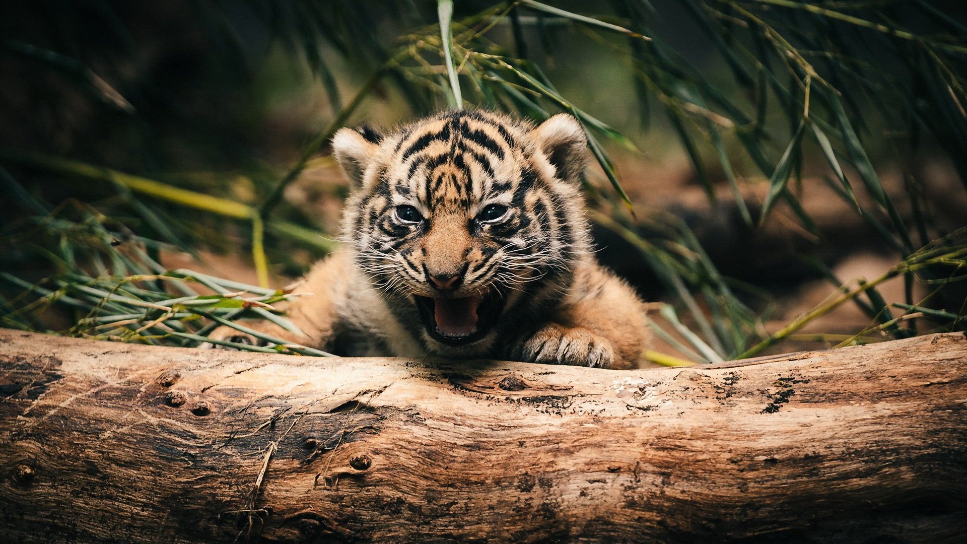 保护生态就是保护人类自己 盘点世界上仅存的6种老虎 老虎