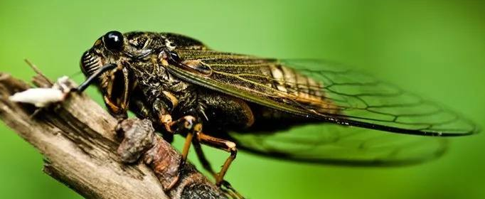 昆虫没有声带为什么能发音 科普 冷知识 动物科学