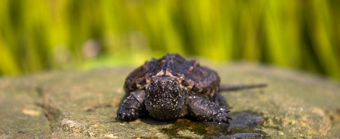 在中国放生小鳄龟可能造成生态灾难吗 科普 冷知识