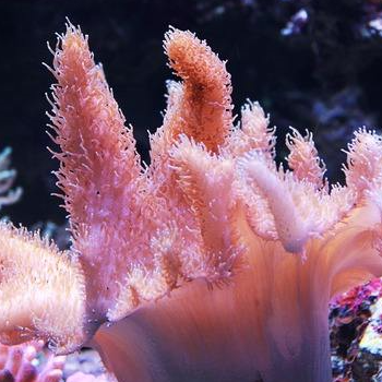 珊瑚是动物还是植物 搜狗指南