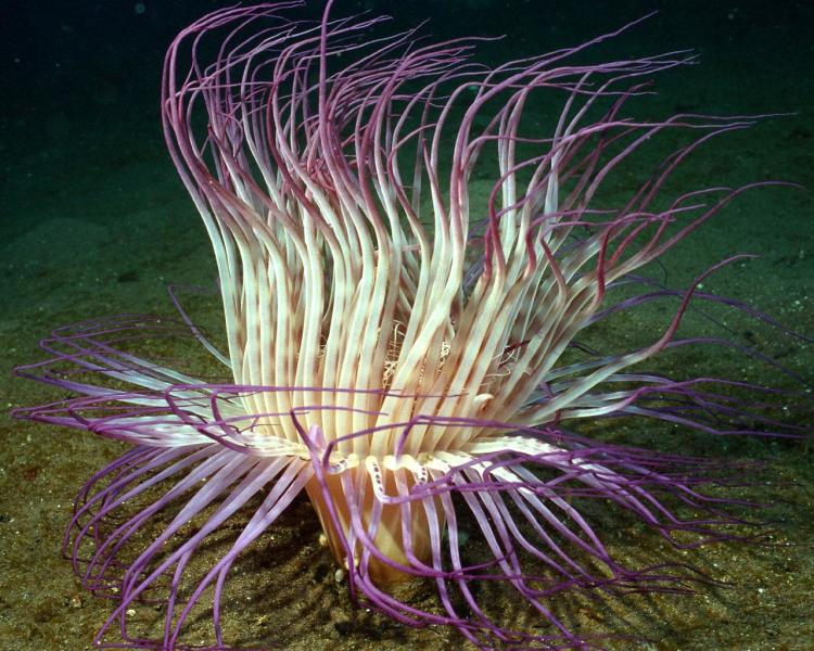 珊瑚为什么是动物而不是植物 科普 十万个为什么 动物科学