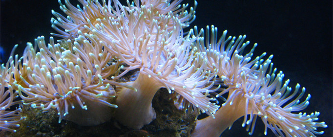 珊瑚为什么是动物而不是植物 科普 十万个为什么 动物科学