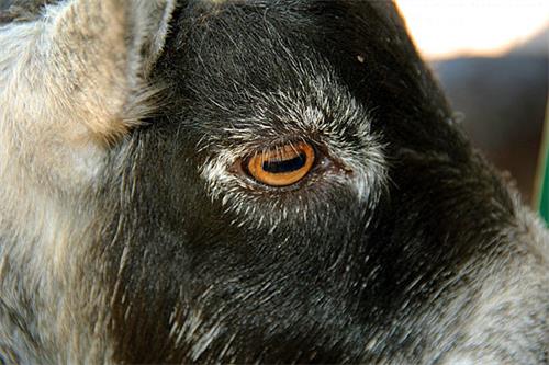 羊的瞳孔为什么是方的 科普 十万个为什么 动物科学